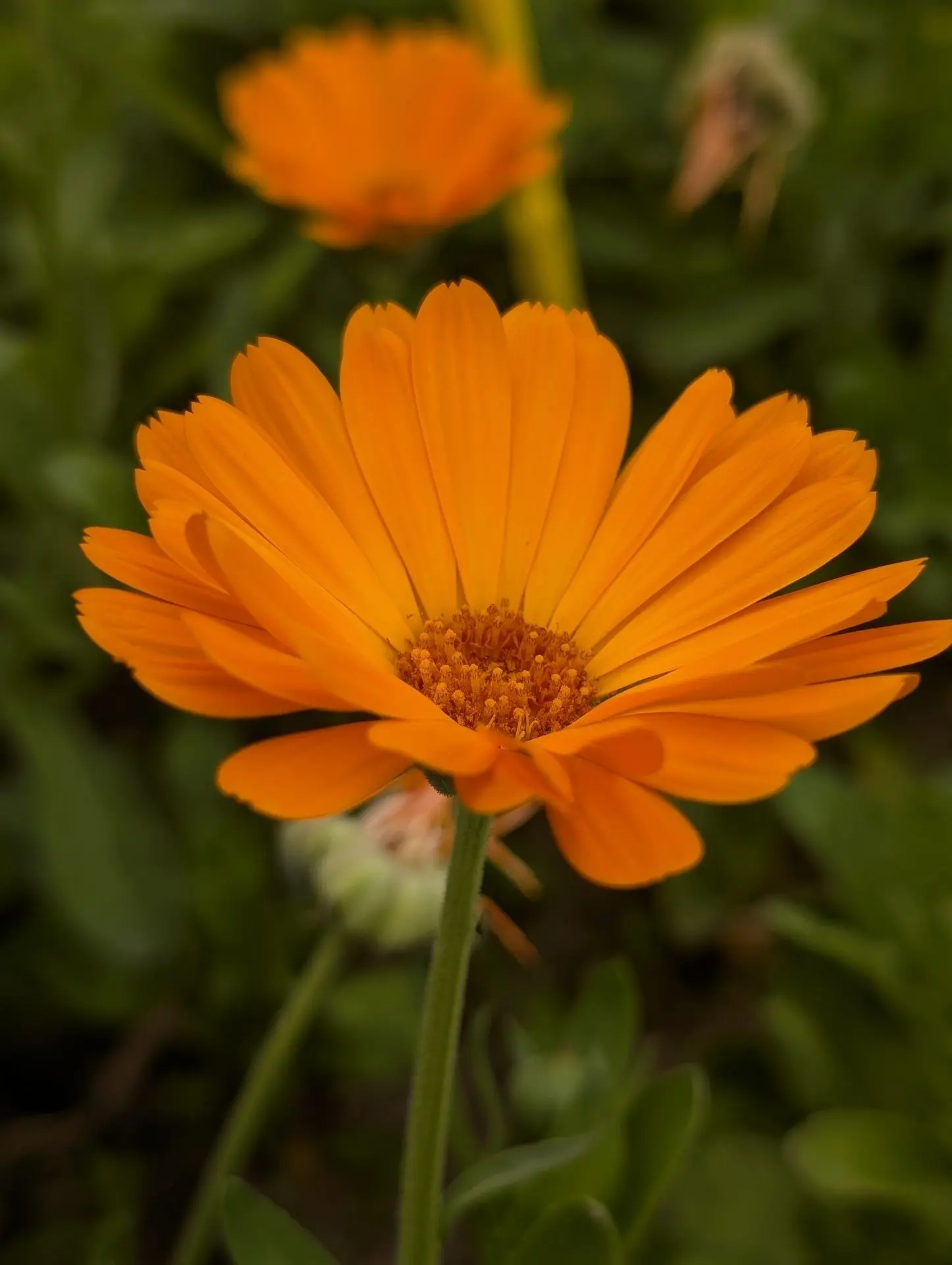 Fleur souci officinal calendula orange
