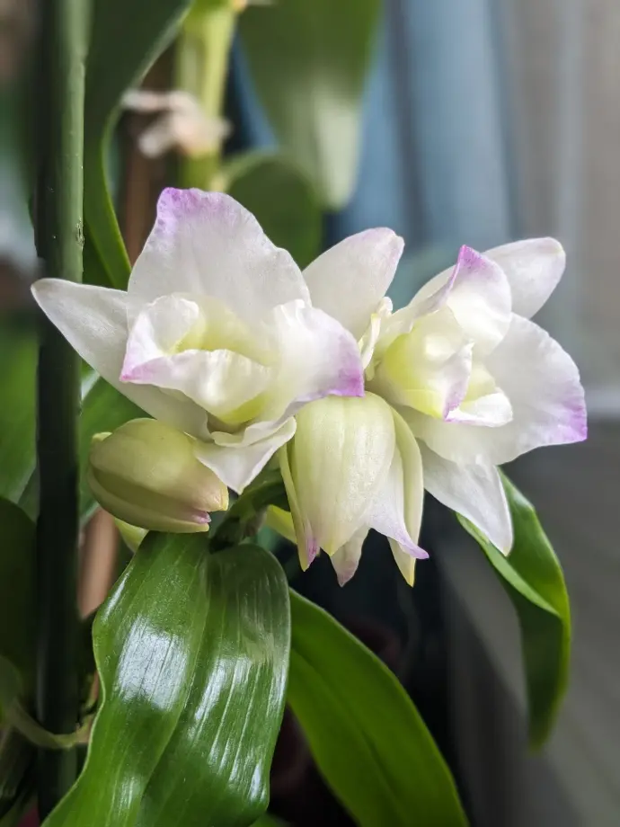 Fleurs d'orchidée blanche en éclosion