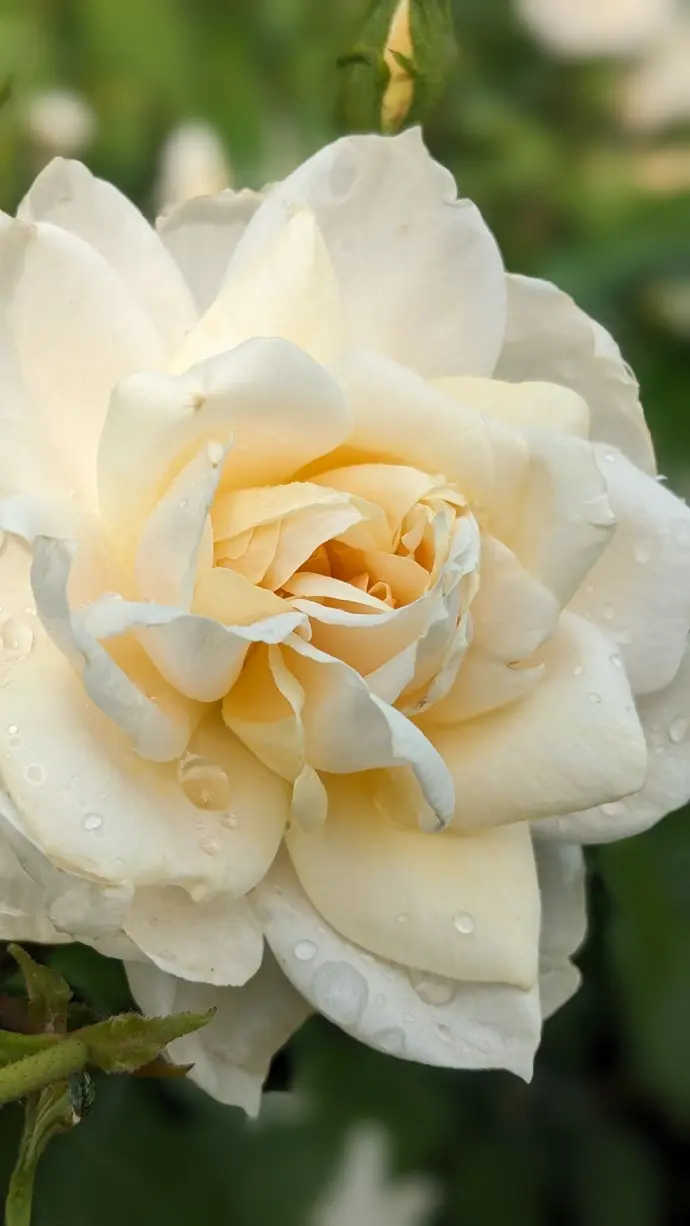 Rose blanche avec gouttes d'eau vu de près