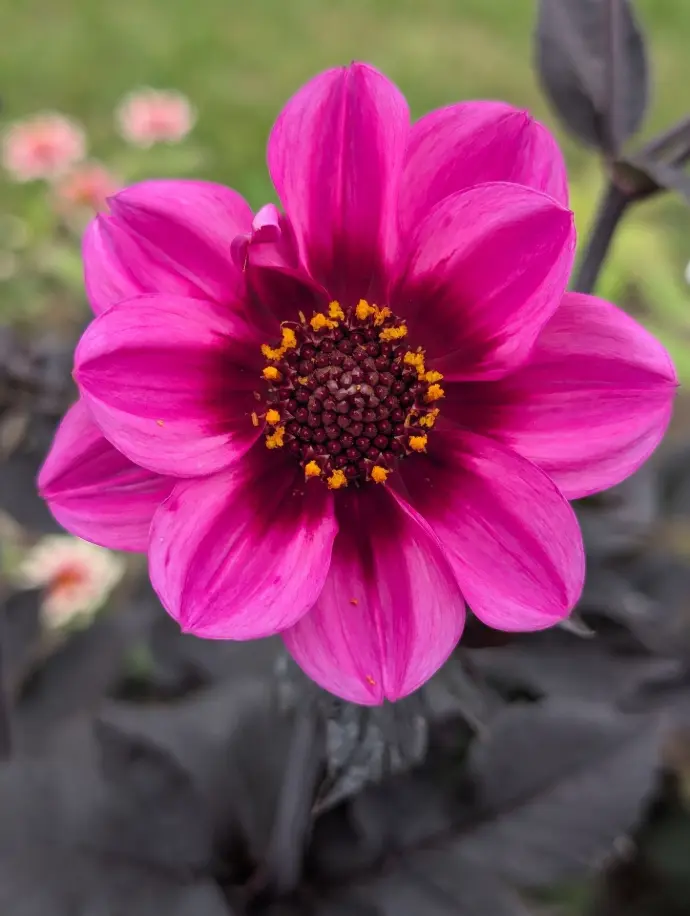 Fleur Dahlia de couleur violette avec pistil jaune