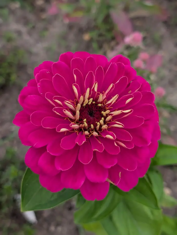 Fleur Zinnia à pétales rose fuchsia