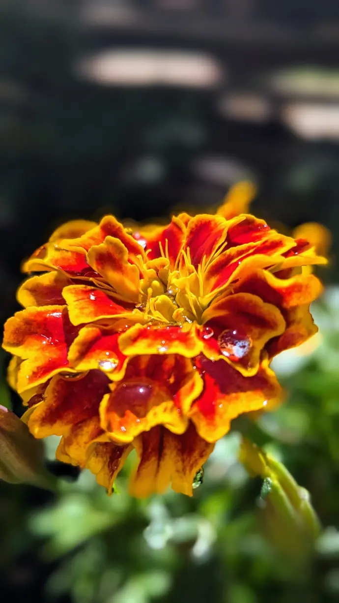 Œillet d'inde de couleurs rouge et orange