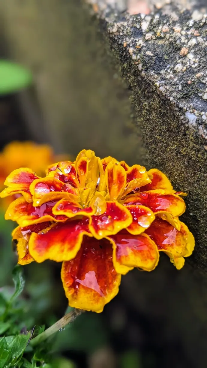 Œillet d'inde orange et rouge avec goutte d'eau