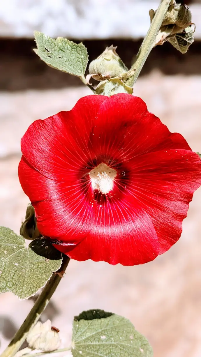Coquelicot rouge vu de près