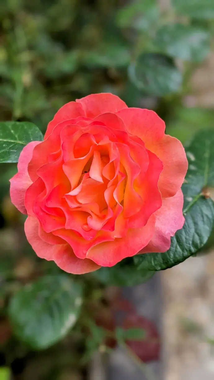 Rose de couleur orange et rose prise de près