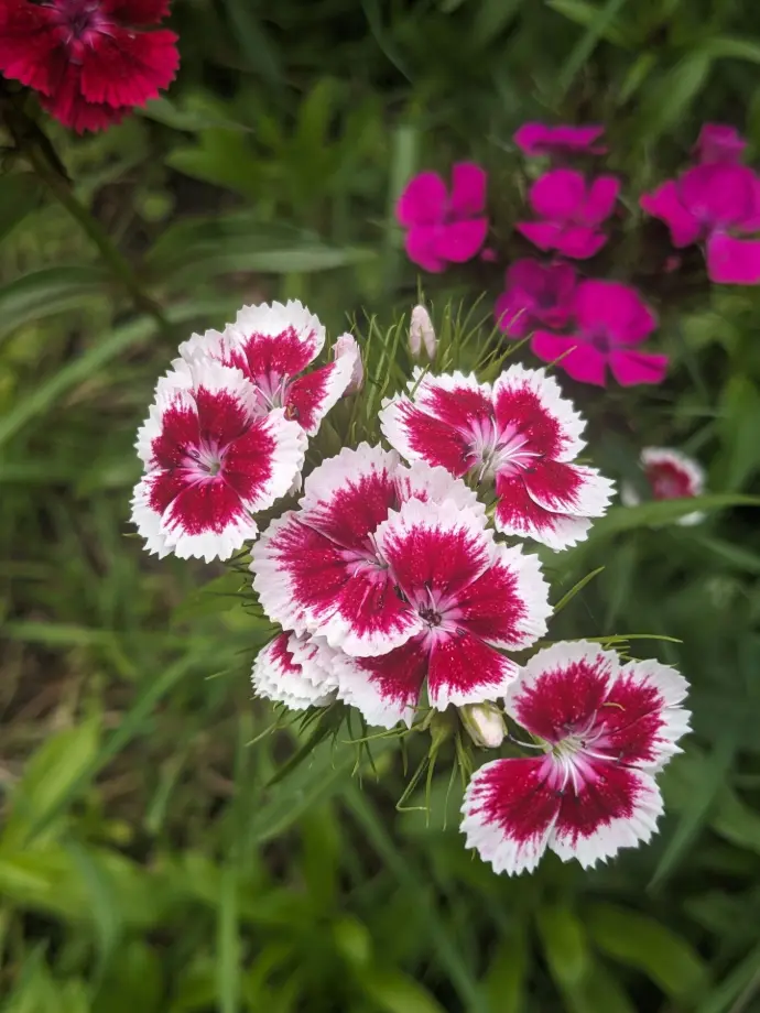 Ensemble d'œillets de Chine fleurs violettes à l'intérieur et blanches à l'extérieur