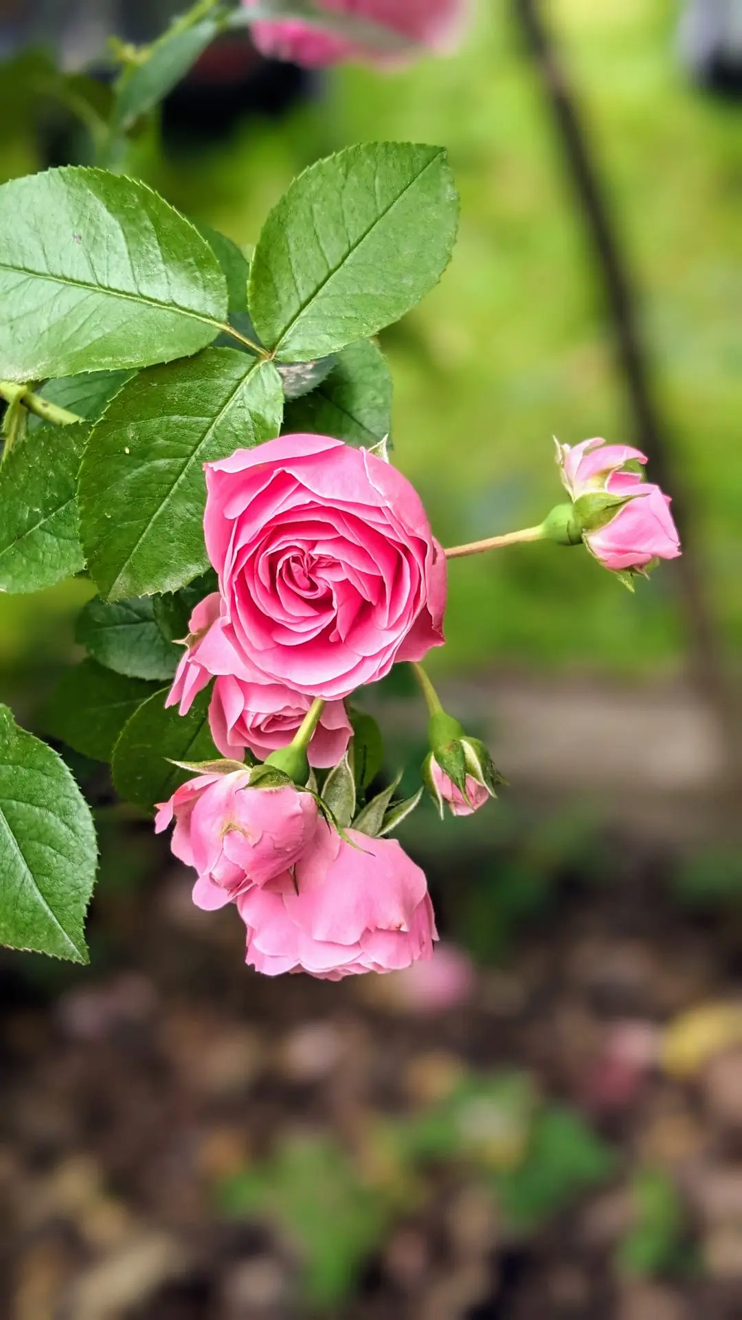 Rose de couleur rose
