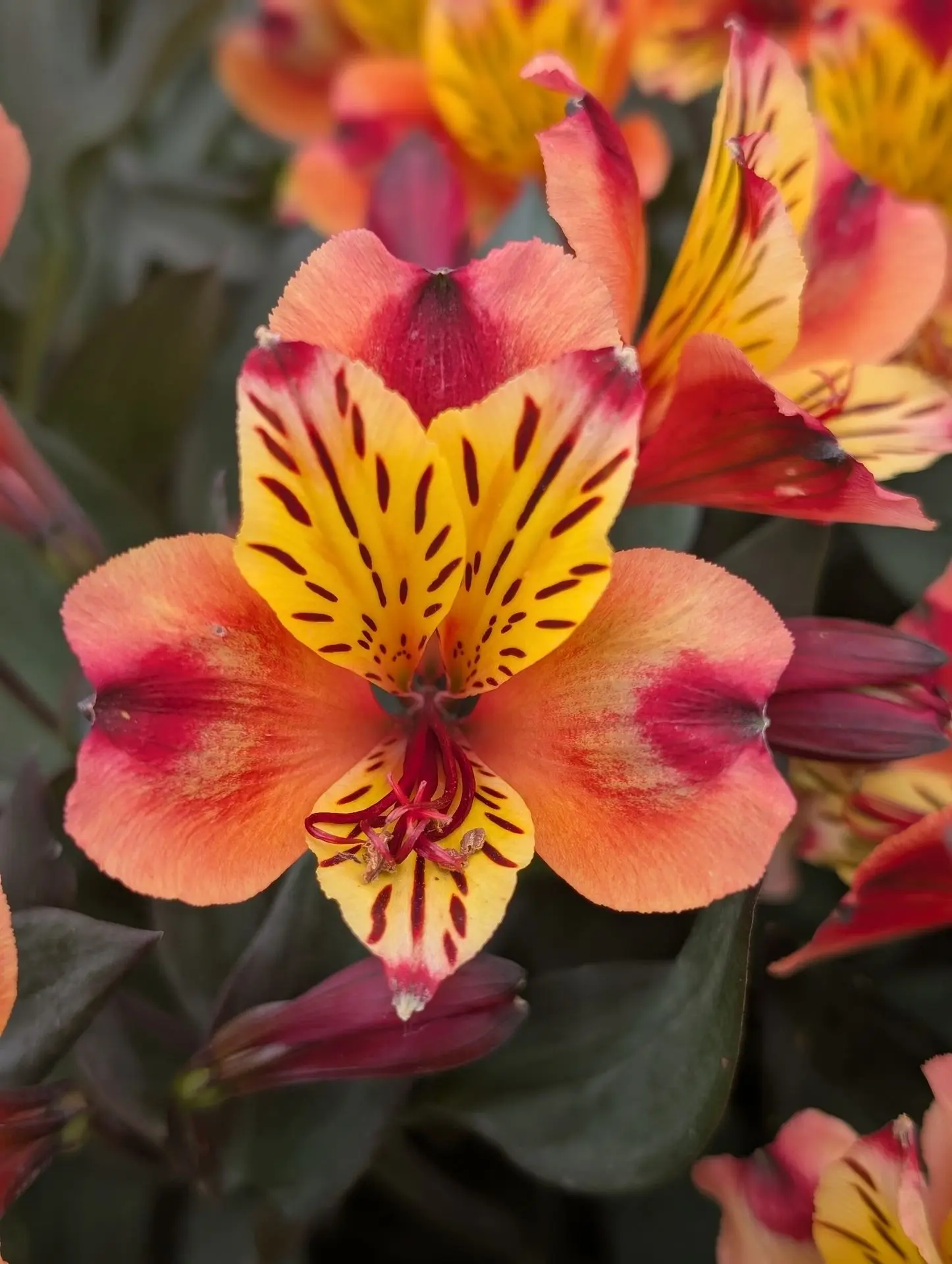 Fleur Alstroemeria indien de couleur jaune et orange