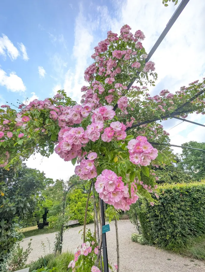Décor de roses de couleurs roses