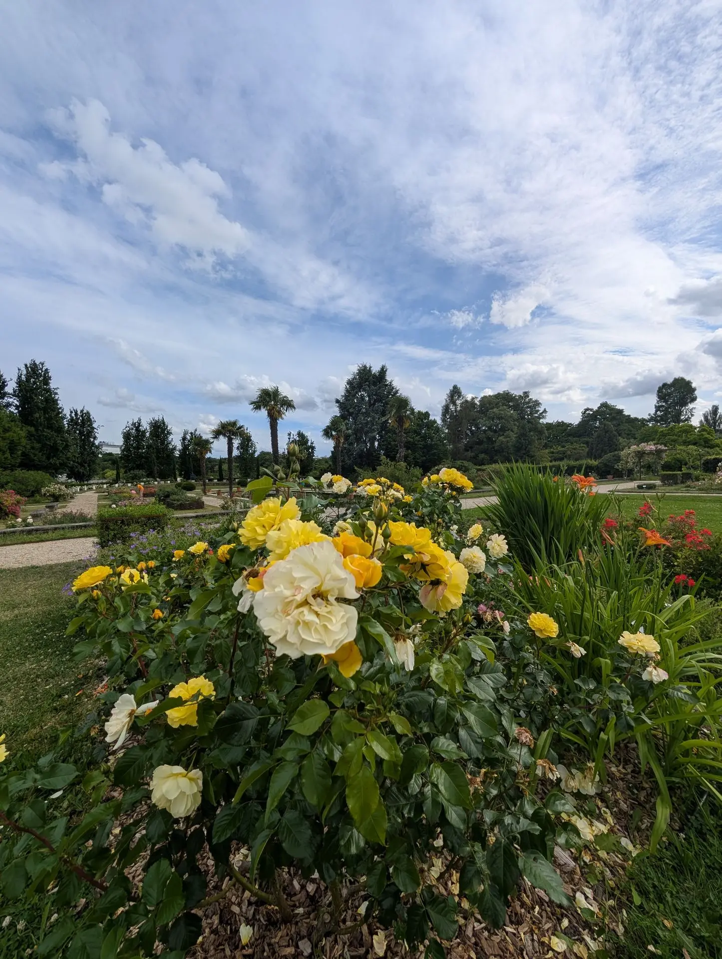 Photo d'un paysage de rose jaunes en premier plan avec le ciel et nuages